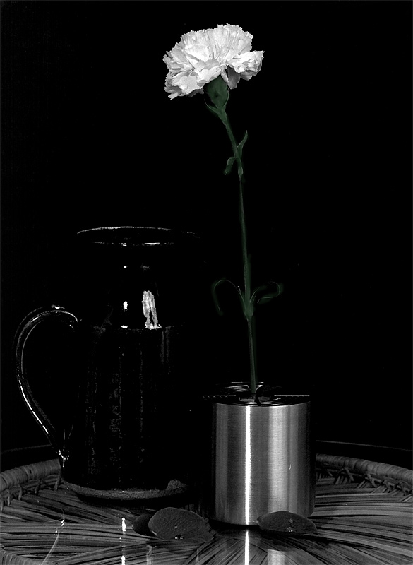 Still Life - White Carnation & Milk Carafe