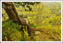 The Gnarled Cedar Sits Stoically Above The Valley