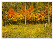 A Chorus Line Of Dancing Colors In Fall Breezes