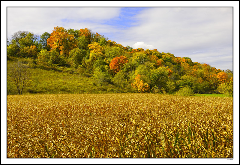 Autumn Begins To Climb The Hill Above The Field