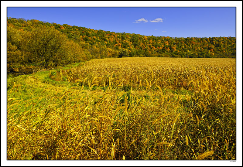 Corn In A Bowl Of Fall Colors