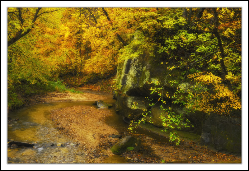 Trickling Creek Bathed In Autumn's Glow