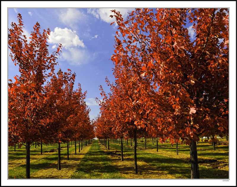 Majestic Maples