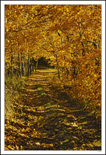 Autumn Tunnel Of Love