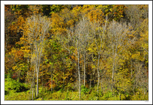 Wooded Autumn