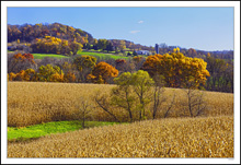 Loaves Of Corn In Autumn Color