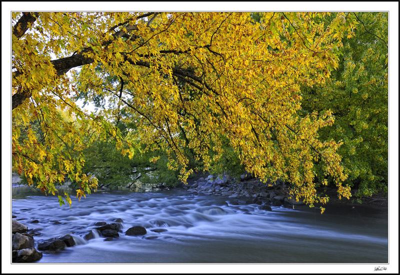 Golden Rapids