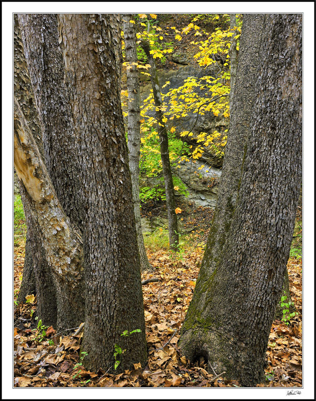 Sapling Path