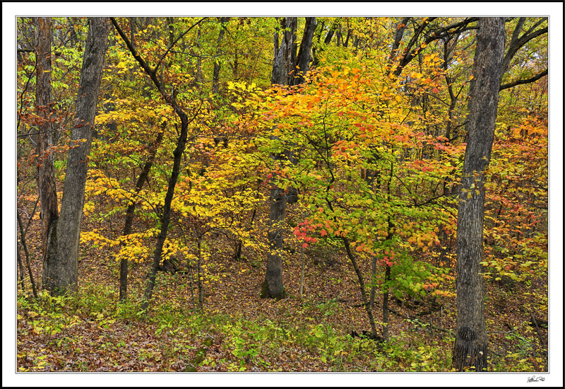 Autumn Tapestry