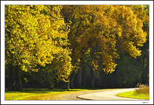 Autumn Canopy