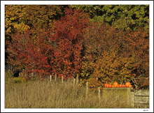 Pumpkin Fenceline