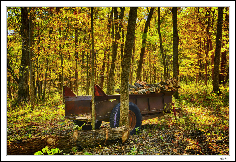 Firewood Harvesting