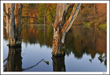 Ancient Trunks - Placid Waters