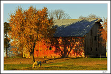 Bathed In Autumn Warmth