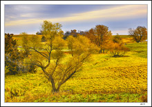 Yellow Foliage Aglow