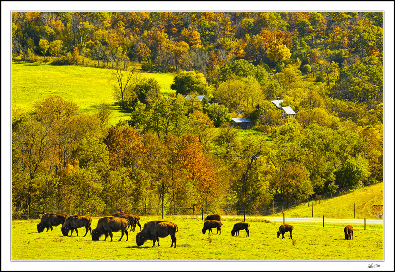 Fall Bison Graze