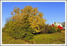 Fall Juxtaposed
