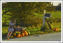 Roadside Market