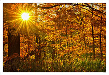 Sunburst Autumn