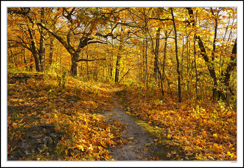 Crunchy Autumn Fragrances