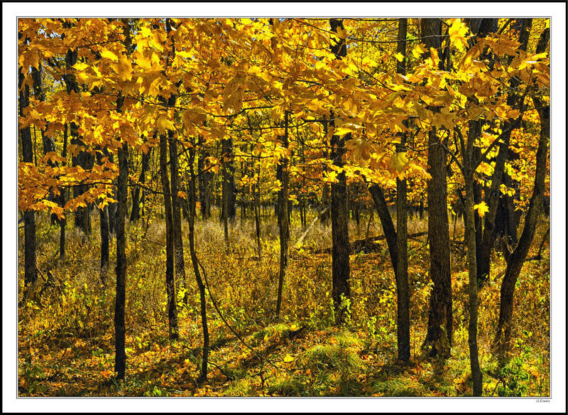 Sapling Shadows