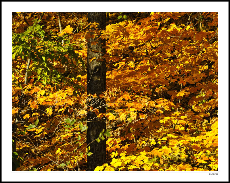 Swirled Foliage