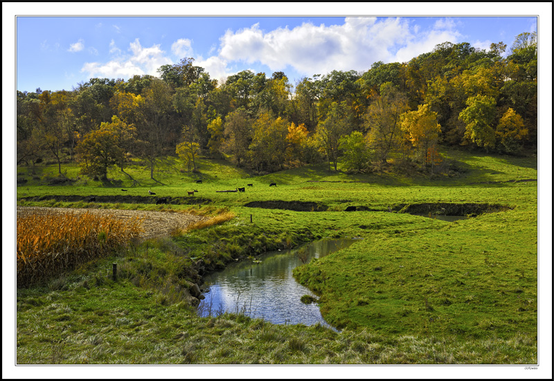 Woodlands Stream & Graze