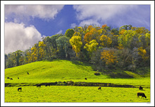 Dramatic Autumn Graze