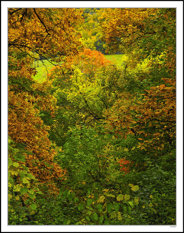 Autumnal Centerpiece I