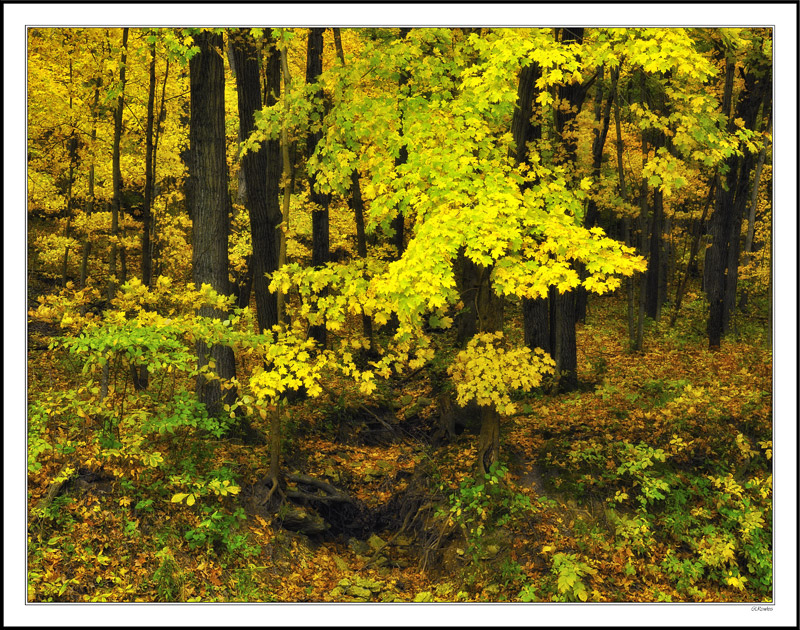 Dry Creek, Fluid Color