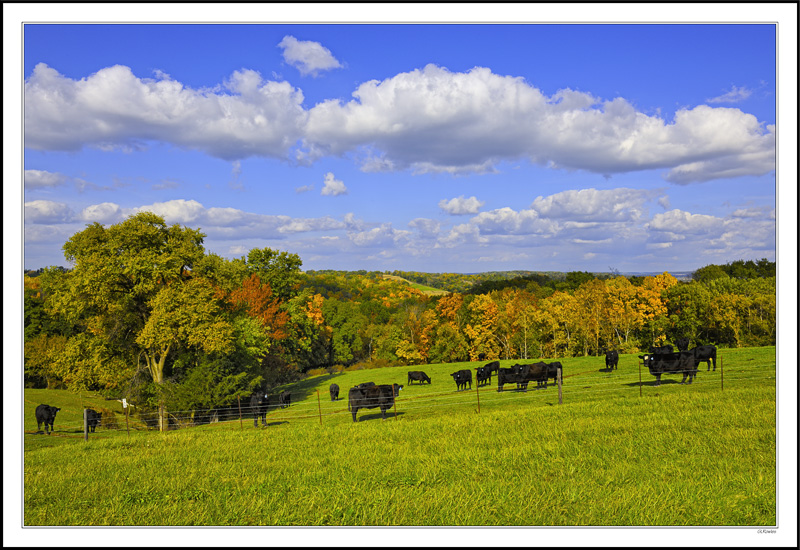 Cattle Heaven I