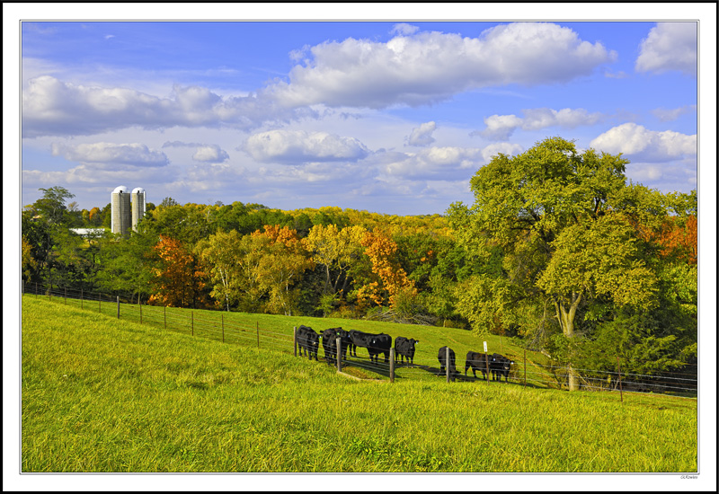 Cattle Heaven II