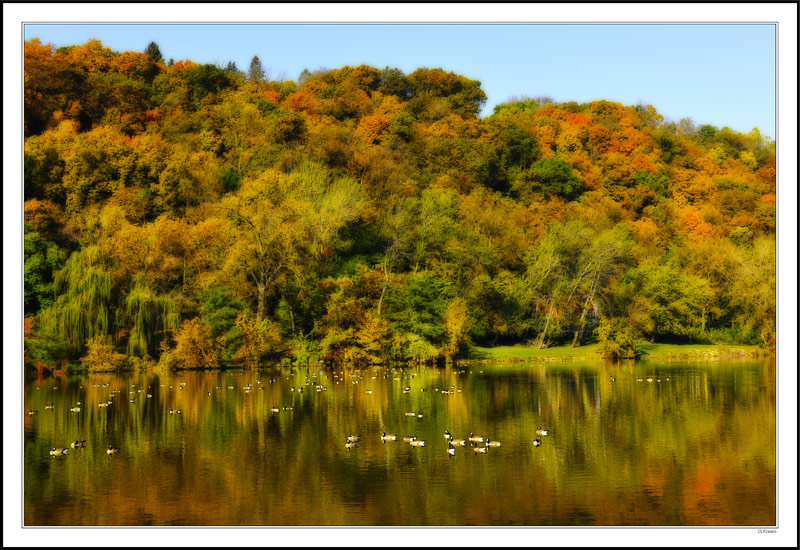 Canada Geese Paddle Among the Colors