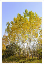 Radiant Birch Fan the Sky