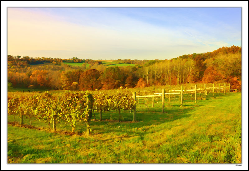 Sunbathed Vineyard