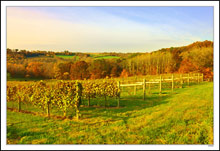 Sunbathed Vineyard