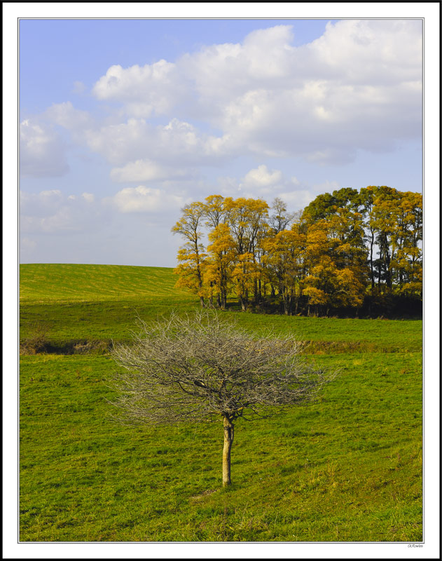 Lone Sentinel