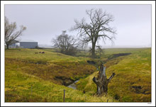 Deep Roots in the Foggy Ravine