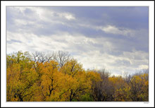 Rich Foliage Defies the Clouds