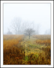 Fog Shrouded Pathway II