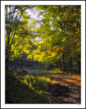 Diffused Morning Sunlight In The Clearing