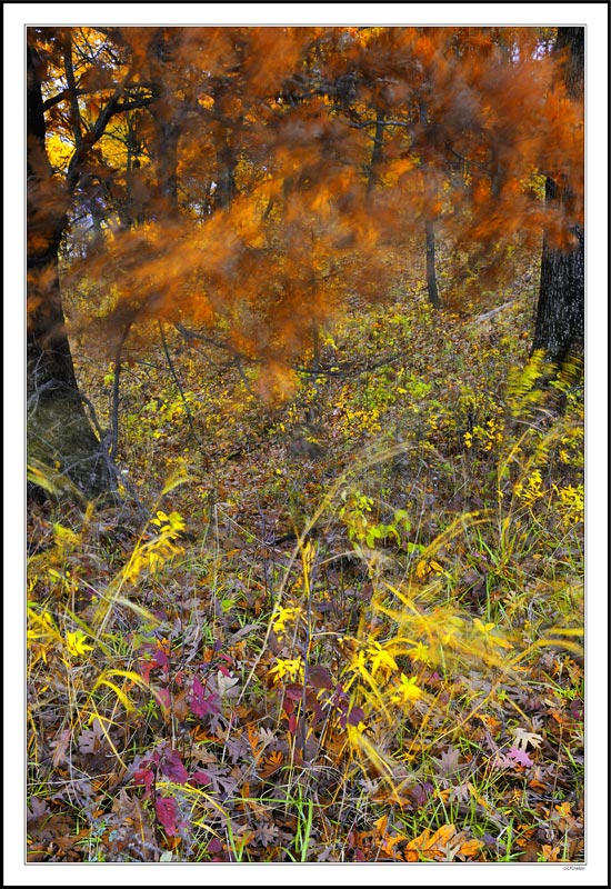 Rustling Leaves On The Oak Savannah