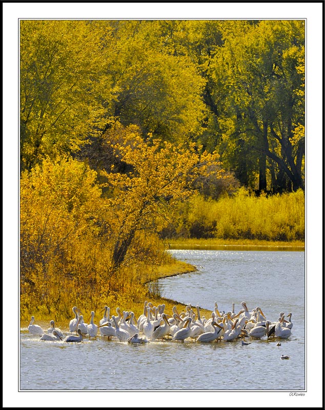 A Squadron Of Pelicans Prepare to Fly South