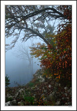 Sentinels In The Brushy Creek Mist