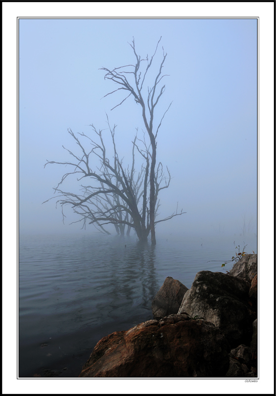 Sentinels In The Brushy Creek Mist