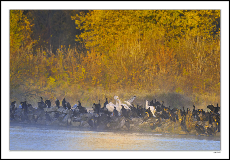 Pelicans, Cormorants and Gulls Embrace The Warming Sunrise