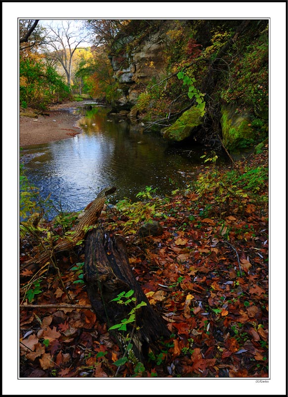 Fresh Rain Sprinkled Leaves Add Deep Color To Prairie Creek