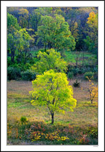 Sunset Highlights The Edges Of The Changing Foliage