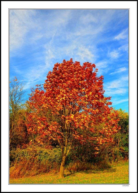 Windswept Fall Leaves Mimic Flames