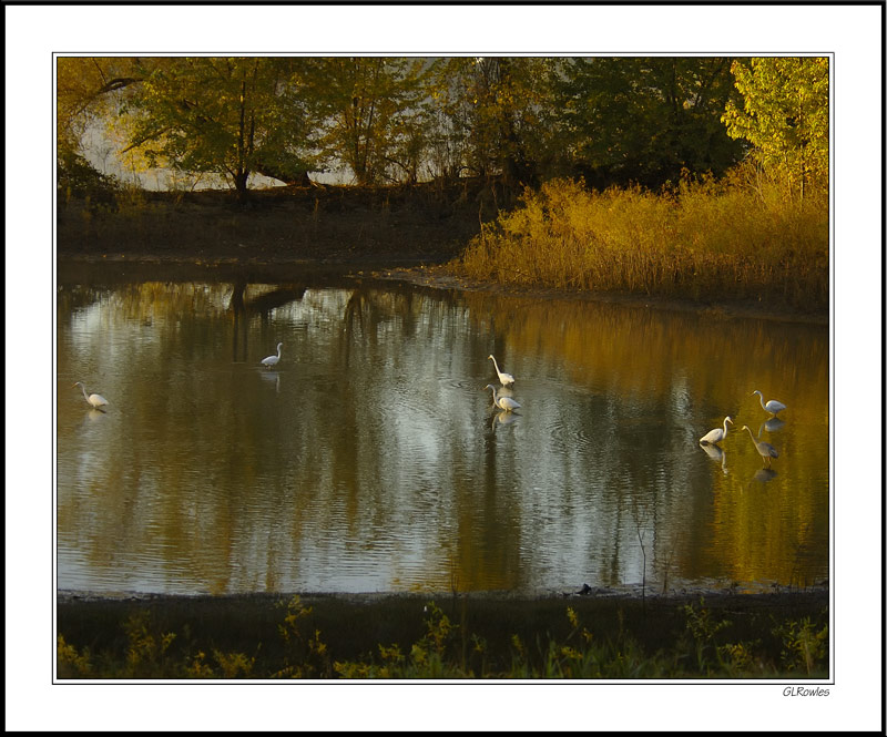 A Tapestry Of Egrets and Foliage Bathed In Sunset